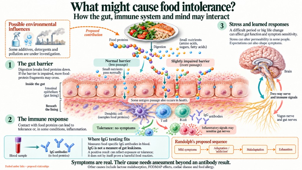 Diagram of how food intolerance may arise: digestion of a meal into food proteins and small nutrients; a gut lining that lets more protein through when slightly impaired; immune cells that can lead to tolerance or inflammation and IgG antibodies; stress and learned responses via the brain and gut nerves; and Randolph's proposed sequence from mild symptoms through adaptation to exhaustion. IgG testing measures antibodies in blood, not whether the gut lining is leaking. Dashed amber links are proposed relationships.